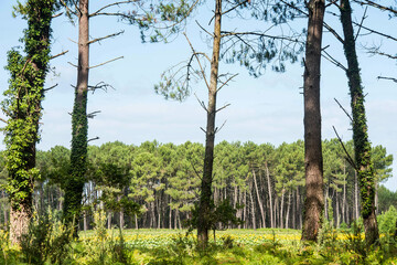 pretty landscape of the Landes forest in France