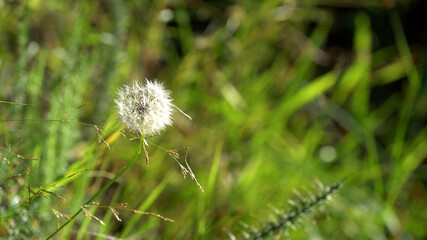 dente de leão - fauna - flores - natureza - plantas