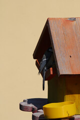 Eine Kohlmeise bringt Futter zu ihren Nachwuch in ein Vogelhaus.