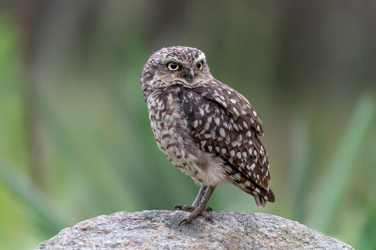 Cute Burrowing owl (Athene cunicularia) sitting on a branch. Green background.                            