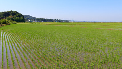 Fototapeta na wymiar Korean traditional rice farming. Rice planting landscape in Korea. Korean rice paddies.Rice field and the sky in Ganghwa-do, Incheon, South Korea.