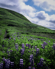 Green hills full of blooming lupine flowers. Icelandic summer landscape. Cloudy sky. 