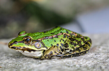 Portrait eines kleinen grünen Laubfrosch auf einem Granitstein.
