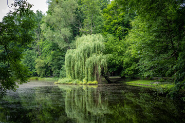 A romantic pond in the park, Pawlowice, Poland. Beautiful weeping willow tree reflected in the water. Summer day.  © Kati Lenart