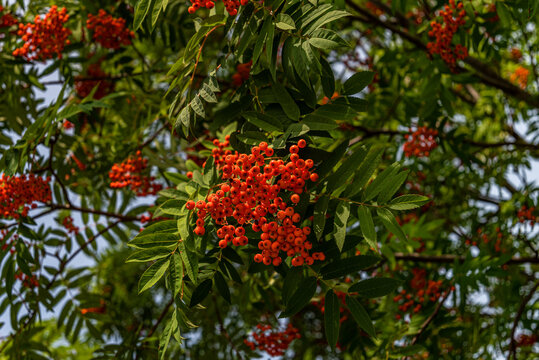 Branches of mountain ash tree (sorbus) with ripe red berry  and green leaves
