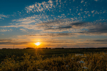 wheat field at sunset