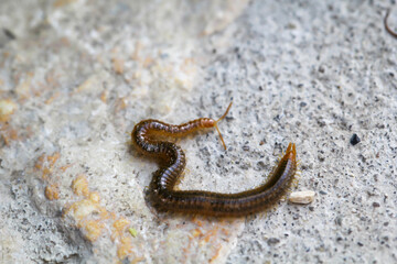 Poptrait, eine Nahaufnahme eines Tausendfüßlers, Hundertfüßlers auf einem Stein.