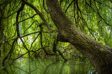 A weeping willow tree reflected in pond. 