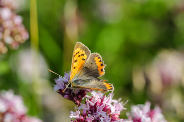 Fototapeta na wymiar Nahaufnahme von einem Tagfalter. Schmetterling.
