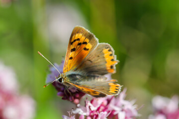 Nahaufnahme von einem Tagfalter. Schmetterling.