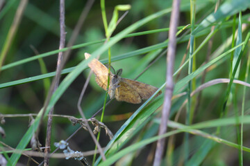 Nahaufnahme von einem Tagfalter. Schmetterling.