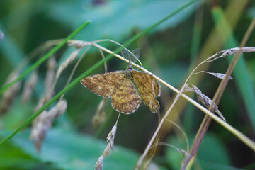 Nahaufnahme von einem Tagfalter. Schmetterling.