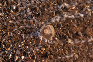 Jellyfish on the seashore. The concept of human impact on the environment. Huge dead jellyfish on the beach. Dead jellyfish on the shores of the Sea