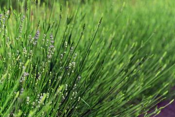 Fototapeta na wymiar Green lavender bushes closeup on summer. Soft focus