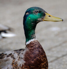 duck