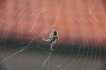 Spider Catching a Fly