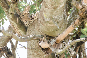 Leopard auf Baum in Tansania