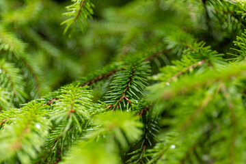 Pine branch close up with raindrops on blurred background