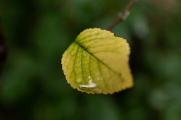 After rain Water Drops on Green leaves in the garden pattern background, sparkle of Droplets on surface leaf, color Dark Flat lay Natural background for input text