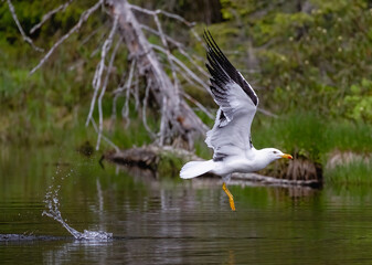Lesser Black-backed Gull