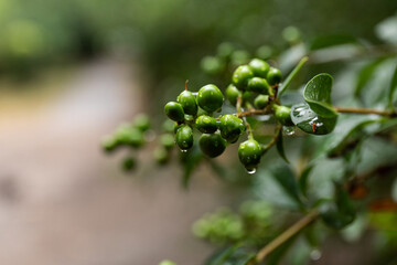 After rain Water Drops on Green leaves in the garden pattern background, sparkle of Droplets on surface leaf, color Dark Flat lay Natural background for input text
