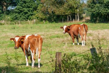 Fototapeta na wymiar Milchkühe auf einer Weide eines Bauernhofes in Schleswig-Holstein