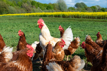Artgerechte Tierhaltung in Schleswig-Holstein. Frei laufende Hühner auf einer Wiese in Moorsee bei Kiel