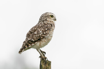  Cute Burrowing owl (Athene cunicularia) sitting on a branch. Isolated on a white background.                               