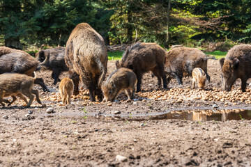 Der Erlebnis Wald Trappenkamp bietet auf mehr als 100 Hektar Wildgehege und Erlebnispfade ein einmaliges Naturerlebnis, hier eine Rotte Wildschweine