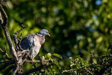 European wild pigeon, turtle dove, wood pigeon. Close-up photo of a wild pigeon sitting on top of an old pear. With copy space