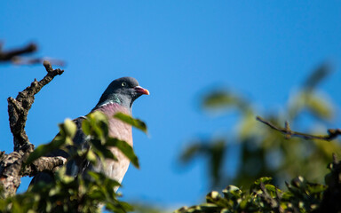 European wild pigeon, turtle dove, wood pigeon. Close-up photo of a wild pigeon sitting on top of an old pear. With copy space