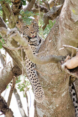Fototapeta na wymiar Leopard auf Baum in Tansania