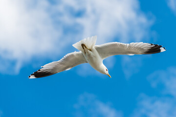 Silbermöwe vor blauem Himmel im Flug