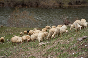 A flock of sheep grazes in a meadow in the mountains