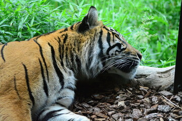 tiger in the woods