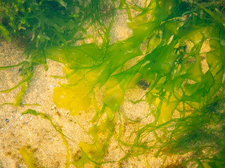 Seaweed in a rockpool at low tide
