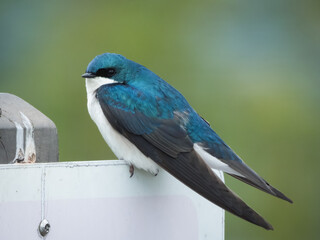 Tree swallow perched on a sign