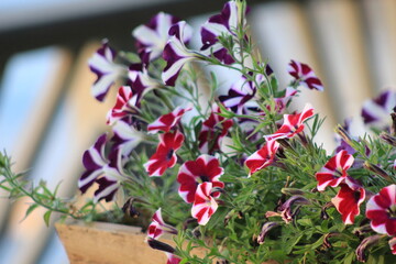 pink and purple flowers in the garden