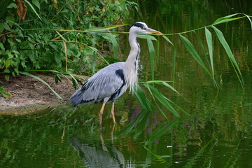 Fototapeta premium great blue heron ardea cinerea