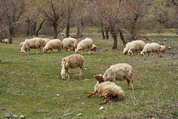Obraz premium A flock of sheep grazes in the meadow. A pregnant sheep gives birth to a lamb