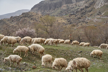 Fototapeta premium A flock of sheep grazes in a meadow in the mountains