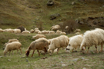 A flock of sheep grazes in a meadow in the mountains