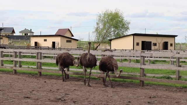 Three ostriches on an ostrich farm are walking behind a wooden fence