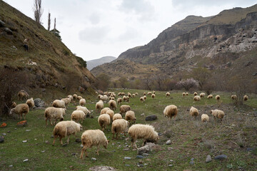 Fototapeta premium A flock of sheep grazes in a meadow in the mountains
