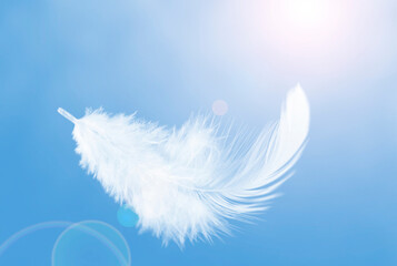 Abstract White Fluffly Feathers Floating in The Sky. Swan Feather Flying on Heavenly. Down Feathers	