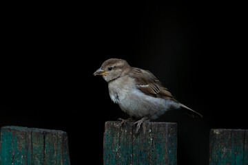 Lonely wild sparrow sitting on a wooden fence against a dark background.