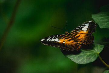 FHD WALLPAPER
BUTTERFLY ON THE LEAF