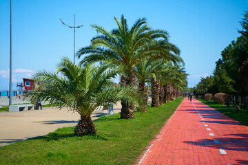 Special path for bicycles and scooters on the embankment of the city of Batumi