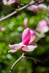 Obraz premium Blooming pink flowers of Mongolia in the park