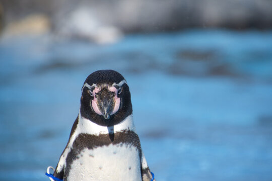 「フンボルト」の画像 12,959 件の Stock 写真、ベクターおよびビデオ Adobe Stock